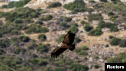 A griffon vulture flies over the hills near the village of Korfi, Cyprus, Sept. 28, 2022. 