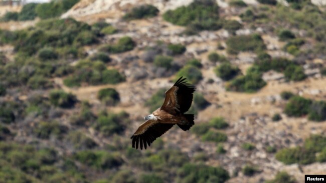 A griffon vulture flies over the hills near the village of Korfi, Cyprus, Sept. 28, 2022.