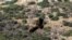 A griffon vulture flies over the hills near the village of Korfi, Cyprus, Sept. 28, 2022. 