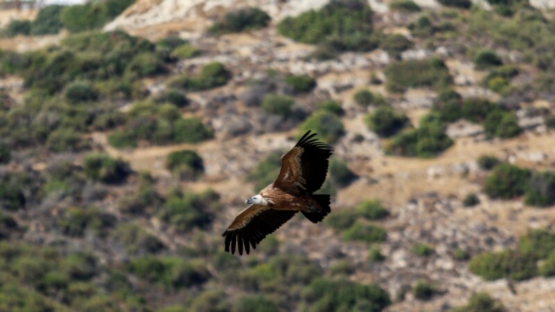 Vultures, Nature's Cleanup Crew, Get New Lease on Life in Cyprus