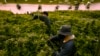 FILE - Workers trim cannabis plants at the Greenleaf Medical Cannabis facility in Richmond, Virginia, June 17, 2021. A federal appeals court said Nov. 22, 2024, that medical marijuana businesses in Mississippi don’t have the right to advertise.