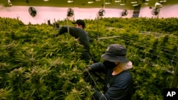 FILE - Workers trim cannabis plants at the Greenleaf Medical Cannabis facility in Richmond, Virginia, June 17, 2021. A federal appeals court said Nov. 22, 2024, that medical marijuana businesses in Mississippi don’t have the right to advertise.