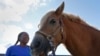 Dionne Williamson, of Patuxent River, Md., gets Woody ready before her riding lesson at Cloverleaf Equine Center in Clifton, Va., Sept. 13, 2022. 