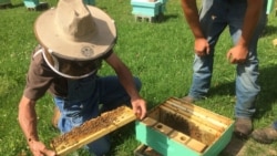 Une Sud-Africaine veut sauver les abeilles