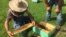 Former West Virginian coal miners find a sweet alternative for their livelihood - harvesting honeybees.