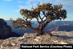 Pinyon Pine tree along the Grand Canyon Rim