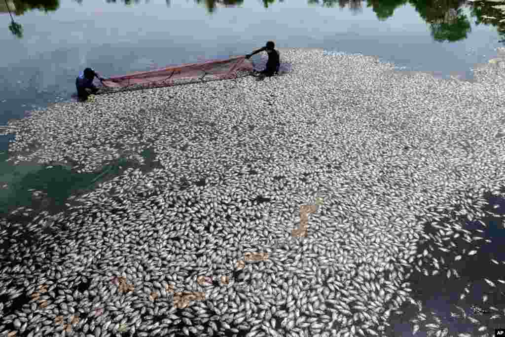 Civic workers remove dead fish floating at a partially dried up lake in Ambattur, Chennai, India.