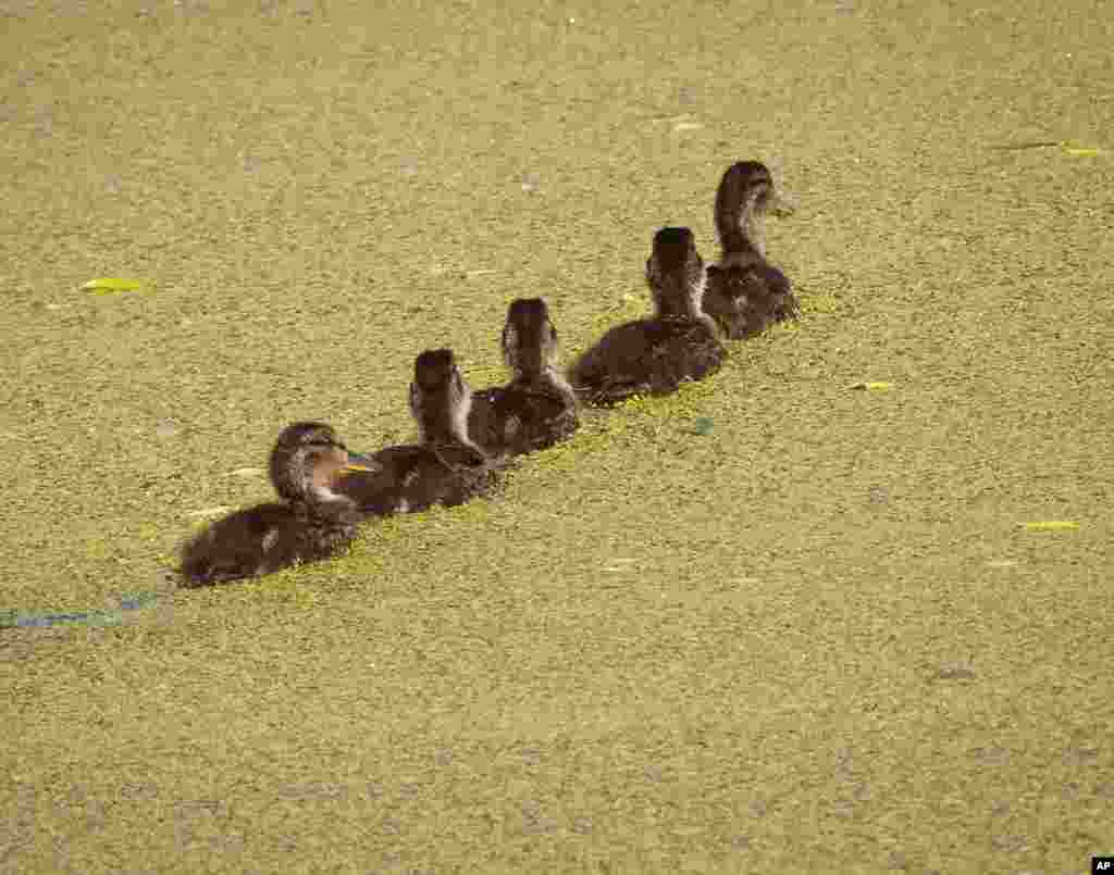 Ducklings swim on the green surface of a small lake near the base of the German national soccer team during the 2018 soccer World Cup in Vatutinki near Moscow, Russia.