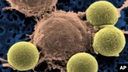 This microscopy image provided by Dr. Carl June on Wednesday, Aug. 10, 2011 shows immune system T-cells, center, binding to beads which cause the cells to divide. The beads, depicted in yellow, are later removed, leaving pure T-cells which are then ready 