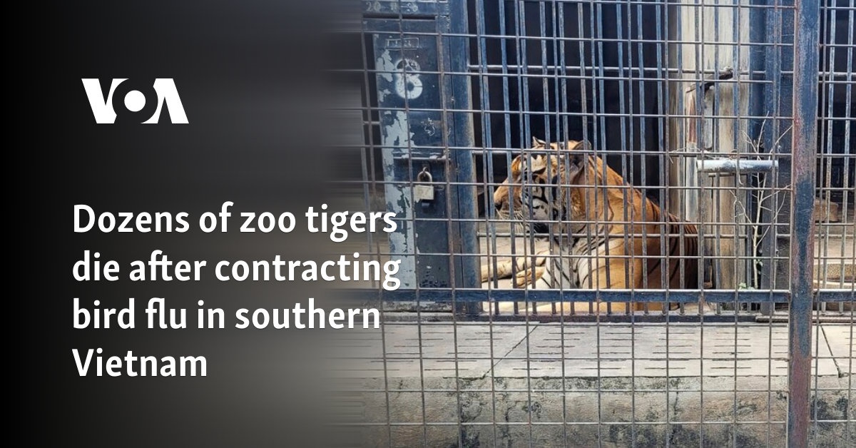 Dozens of zoo tigers die after contracting bird flu in southern Vietnam