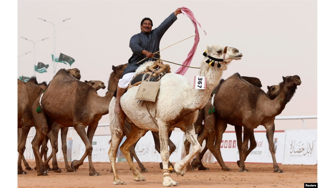 Seorang laki-laki bersorak sambil mengendarai unta dalam Festival Unta Raja Abdulaziz di Wilayah Rimah, timur laut Riyadh, Arab Saudi, 19 Januari 2018.