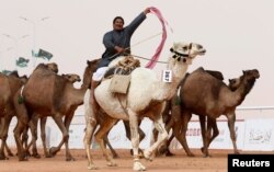 Seorang laki-laki bersorak sambil mengendarai unta dalam Festival Unta Raja Abdulaziz di Wilayah Rimah, timur laut Riyadh, Arab Saudi, 19 Januari 2018.