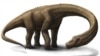 Scientists Unveil Gigantic, Largely Complete Titanosaur Fossil 