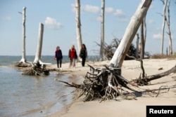 FILE - Women walk through a coastal ghost forest believed to be caused by sea level rise on Assateague Island in Virginia, Oct. 25, 2013.