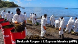 Des volontaires ramassent des algues mélangées au fioul qui fuit du vraquier MV Wakashio qui s'est échoué sur la plage du Bois des Amourettes, à Maurice, le 13 août 2020.