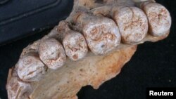 A close-up view of the teeth accompanying the left maxilla of human remains from Misliya Cave in Israel, the oldest remains of our species Homo sapiens found outside Africa, is provided in this photo released, Jan. 25, 2018.