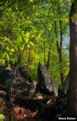 Early spring brings vivid greens to this forest setting in northern Maryland (Steve Ember)
