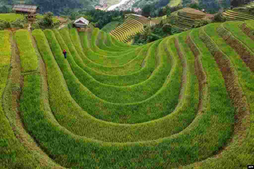 This aerial photograph shows terraced rice fields in northern Vietnam&#39;s Mu Cang Chai district.