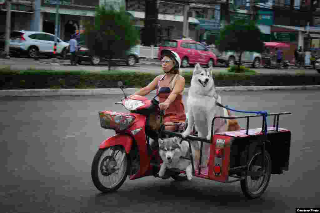 Một phụ nữ Thái Lan chạy xe máy chở theo những con chó Husky vùng Siberia trên con đường chính chạy qua thị thành phố nghỉ mát Hua Hin ven biển ở tỉnh Prachuap Khiri Khan, miền trung Thái Lan, ngày 4 tháng 7 năm 2014. (Ảnh của Matthew Richards / Thái Lan)