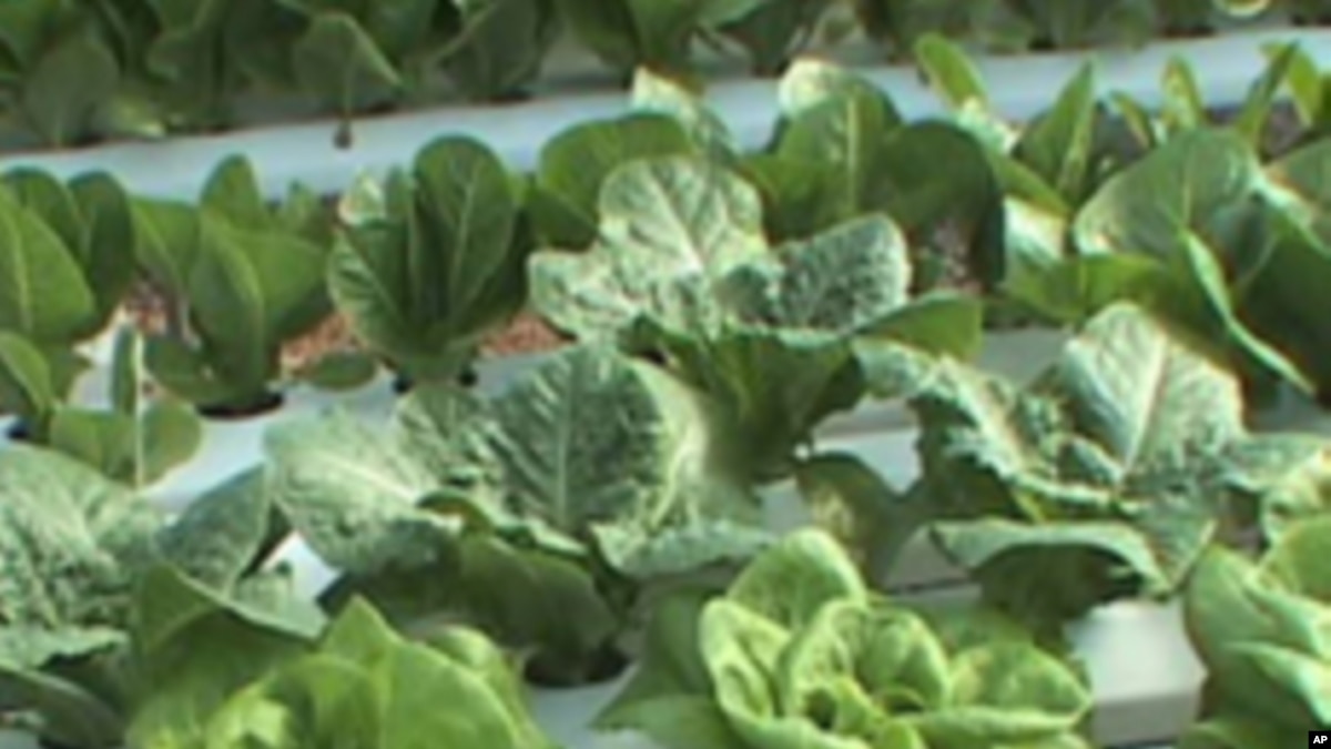 Hydroponic Farmer Produces Year Round Harvest   03F3DDA1 8881 4FC7 91F8 861B20B970A2 W1200 R1 S 