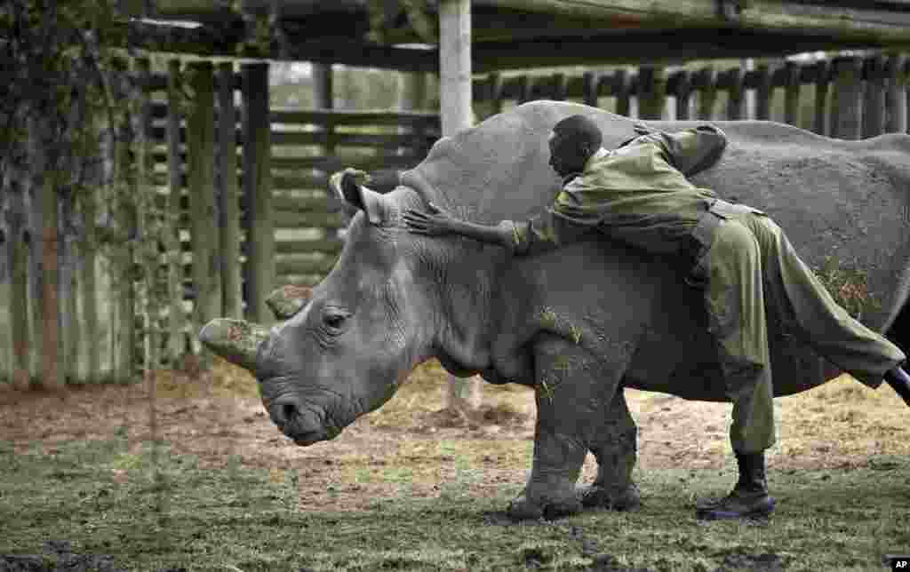 Kenya Dying Rhino Species