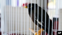 Juji, a rescued yellow-beaked mynah carried into the United Arab Emirates by a fleeing Afghan refugee, sits in a cage at the French ambassador's home in Abu Dhabi, Oct. 10, 2021.