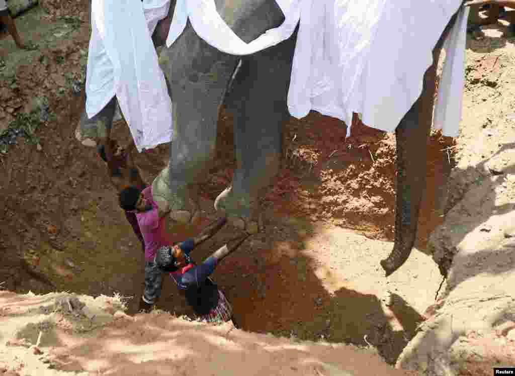 스리랑카 콜롬보에서 주민들이 최근 23살의 나이로 사망한 코끼리 헤만사를 묻어주고 있다. 헤만사는 다리를 다쳐 6개월간 치료를 받았지만, 회복하지 못하고 사망했다.