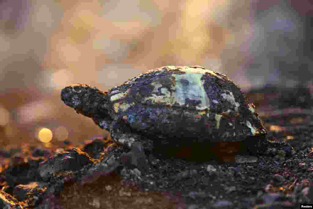 The remains of a burned turtle lay in an area scorched by a forest fire that spread to the town of Manavgat, 75 km (45 miles) east of the resort city of Antalya, Turkey, July 28, 2021.