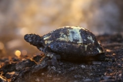 Manavgat'ta alevlerden kurtulamayan kaplumbağa