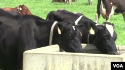 미국 위스콘신주의 ‘세븐옥스 낙농 농장’의 젖소들이 IDA(Intelligent Dairy Farmer’s Assistant)라고 하는 스마트 낙농 보조 기구를 착용하고 있다.