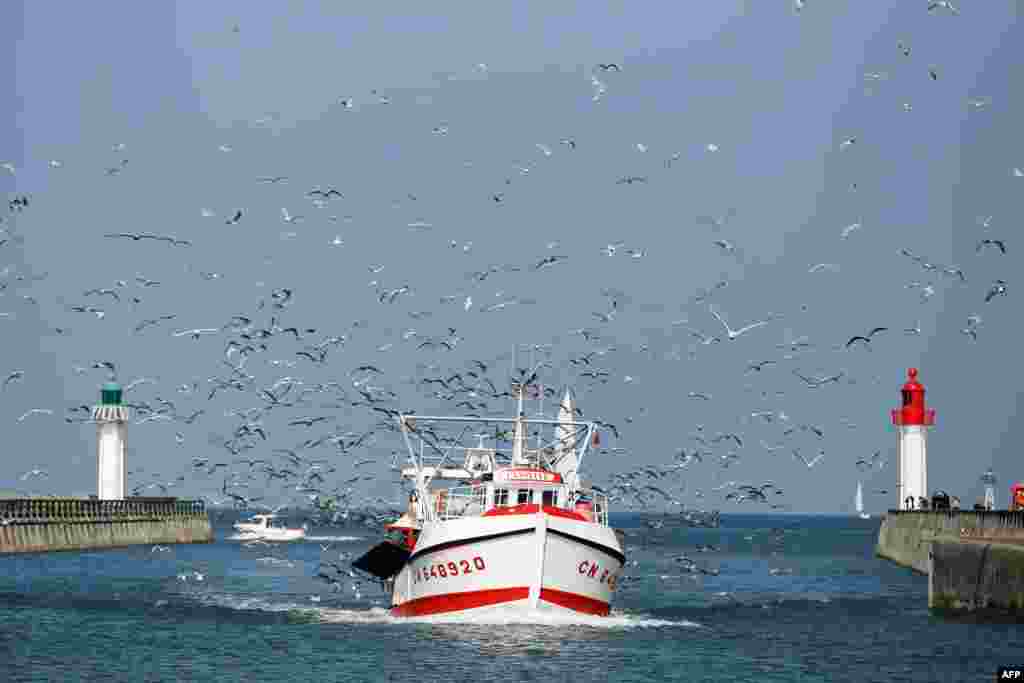 Một đàn chim mòng vây quanh chiếc thuyền đánh cá "L'Ansylye" khi nó cập cảng Trouville tại thành phố nghỉ mát ven biển Deauville ở tây bắc nước Pháp. 