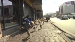 Թաիլանդի հնադարյան Լոպբուրի քաղաք են ներխուժել հազարավոր կապիկներ, որոնք հարձակվում են իրենց քշել փորձող մարդկանց վրա