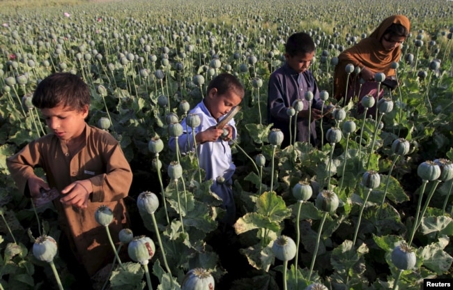 FILE - Afghan children gather raw opium on a poppy field on outskirts of Jalalabad, April 28, 2015.