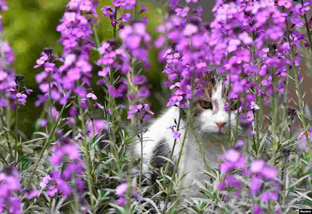 Larry the cat sits amongst spring blooms in Downing Street, near the 10 Downing Street official residence of British Prime Minister Boris Johnson, London.