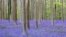 Wild bluebells, which bloom around mid-April turning the forest floor blue, form a carpet in the Hallerbos, also known as the 'Blue Forest', in Halle, near Brussels, Belgium, April 19, 2022. 