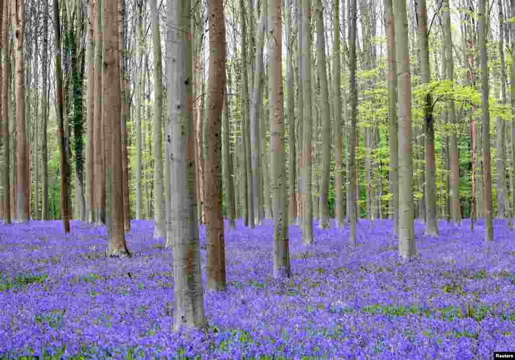 Wild bluebells, which bloom around mid-April turning the forest floor blue, form a carpet in the Hallerbos, also known as the &#39;Blue Forest&#39;, in Halle, near Brussels, Belgium.