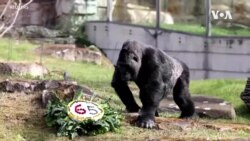 World’s Oldest Gorilla Celebrates 65th Birthday at Berlin Zoo
