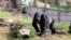 World’s Oldest Gorilla Celebrates 65th Birthday at Berlin Zoo