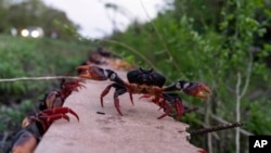 Los cangrejos cruzan una pared después de desovar en el mar en Girón, Cuba, el 9 de abril de 2022.