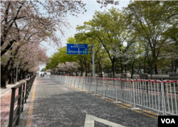 지난 12일 서울 여의도 윤중로 벚꽃길에 꽃잎들이 떨어져 있다.