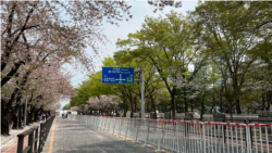 [헬로 서울] 윤중로 벚꽃길 보행로 개방