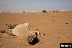 A carcass is seen as cattle affected by the drought walk in an open field in Adadle district, Biyolow Kebele in Somali region of Ethiopia, in this undated handout photograph. (World Food Program/Handout via Reuters)