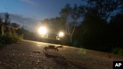 Un automóvil estadounidense antiguo se desplaza por una carretera mientras un cangrejo intenta cruzar la calle en Girón, Cuba, el 9 de abril de 2022.