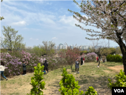 지난 12일 서울 여의도 윤중로 벚꽃길 방문객들이 꽃을 감상하고 있다.