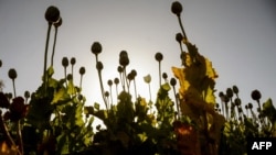 FILE - A poppy plantation is seen in Kandahar, April 3, 2022. The Taliban's supreme leader has ordered a ban on poppy cultivation in Afghanistan.