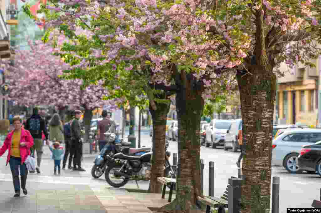 Cherry Blossom in Skopje, North Macedonia