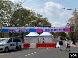 서울 여의도 윤중로 벚꽃길 진출입로 구분 표시.