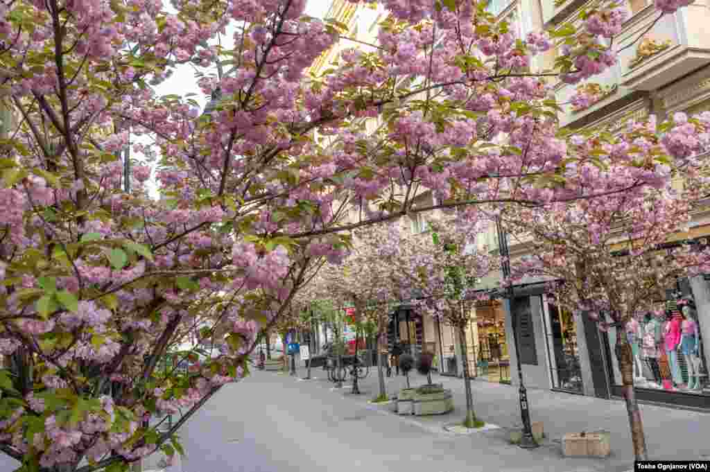 Cherry Blossom in Skopje, North Macedonia