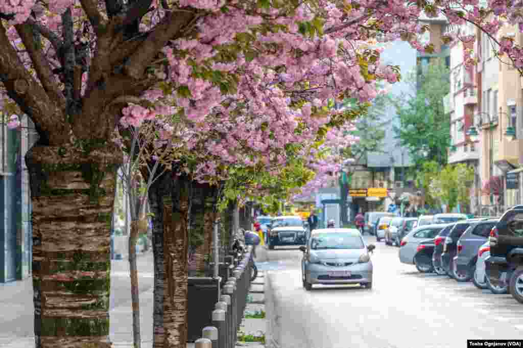 Cherry Blossom in Skopje, North Macedonia