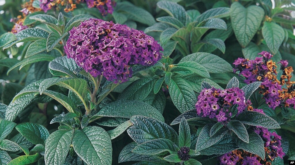 This image provided by Proven Winners shows a sweetly scented heliotrope flower, an old-time garden favorite. (Proven Winners via AP)